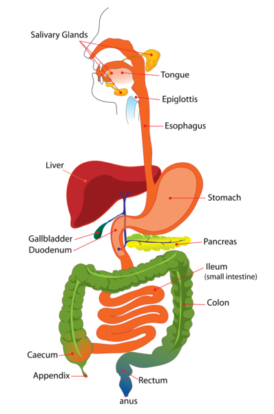 digestive-system-diagram-पाचन-तंत्र-का-चित्र
