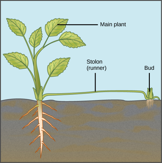 Asexul-reproduction-in-plants